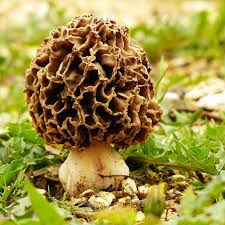 Dried Himalayan Mushrooms