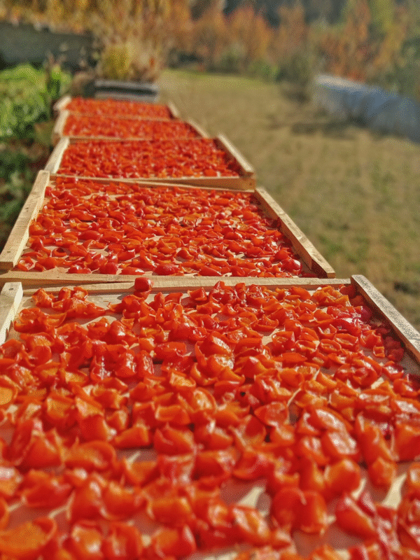 Dried Persimmons  (Amlok) - Image 3