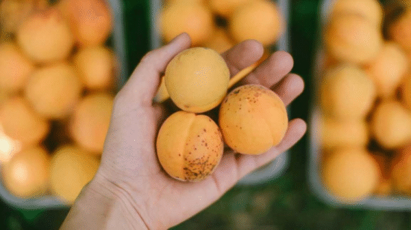 Natural Bitter Apricot Kernel Giri - Image 2