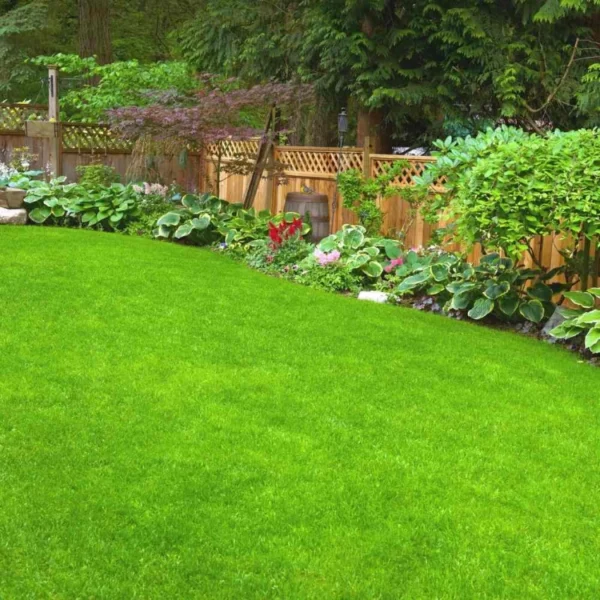 Bermuda Grass Seeds | American Grass | Imported Seed Premium Quality - Image 2