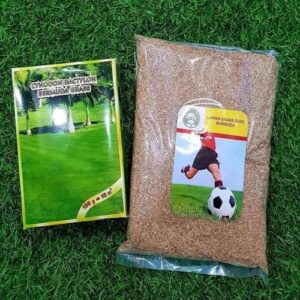 Bermuda Grass Seeds | American Grass | Imported Seed Premium Quality