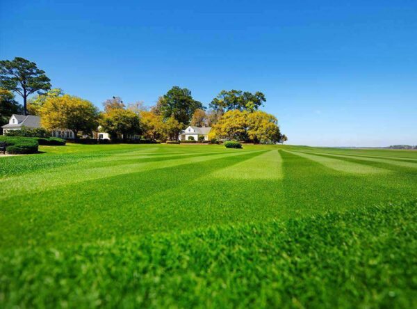 Bermuda Grass Seeds | American Grass | Imported Seed Premium Quality - Image 4